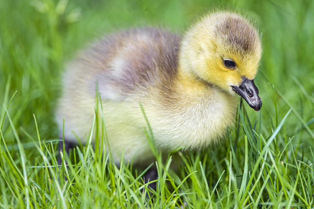 Baby-Goose-Gosling-10