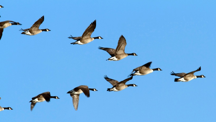 geese in a v formation