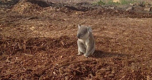koala deforestation